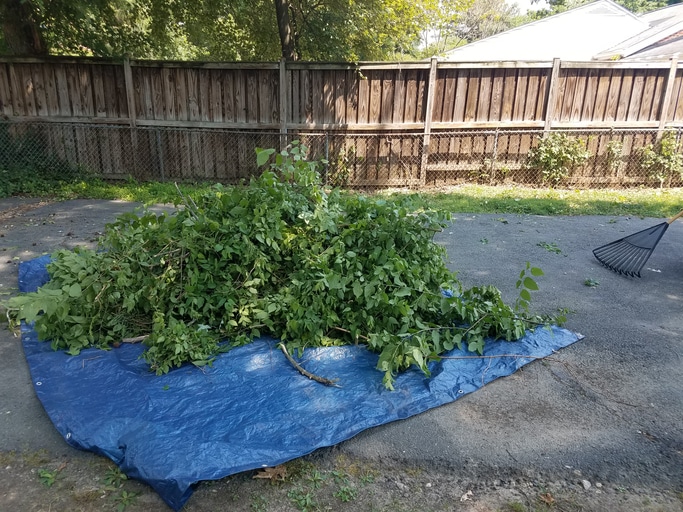 a load of leaves in a blue tarp