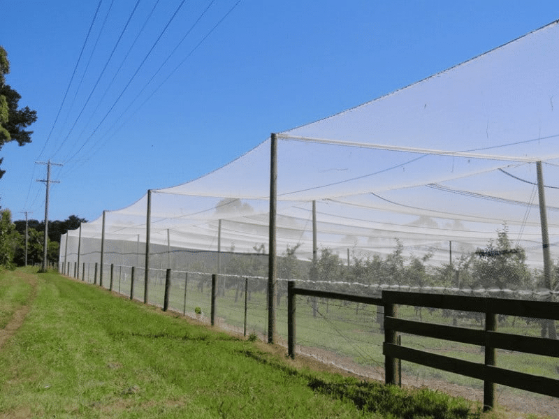 Installing Bird Nets in Orchards for crop protection